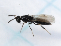 Eurytomidae