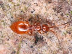 Ceraphronoidea