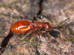 Ceraphronoidea
