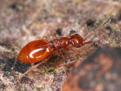Ceraphronoidea