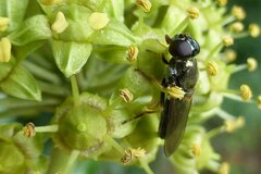 Cheilosia scutellata