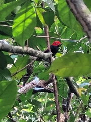 Ceratopipra mentalis