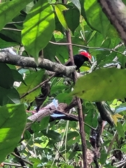 Ceratopipra mentalis