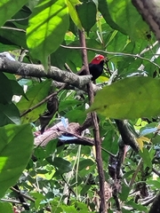 Ceratopipra mentalis