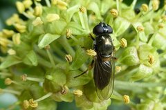 Cheilosia scutellata