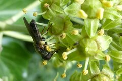 Cheilosia scutellata