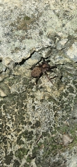 Uliodon