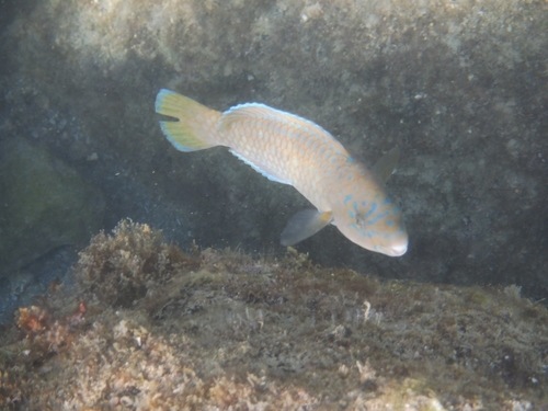 Bumphead Parrotfish