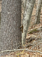 Tamiasciurus hudsonicus abieticola