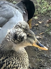 Anas platyrhynchos domesticus