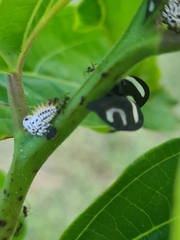 Membracis foliatafasciata