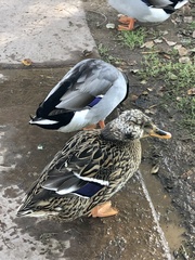 Anas platyrhynchos domesticus