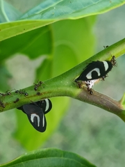 Membracis foliatafasciata
