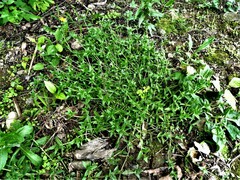 Cerastium holosteoides