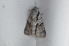 Turnerinycta phaeocosma