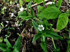 Cerastium holosteoides