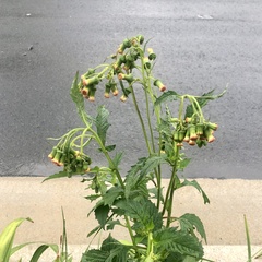 Crassocephalum crepidioides