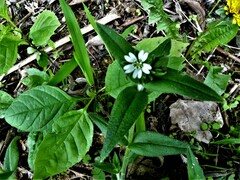 Cerastium holosteoides