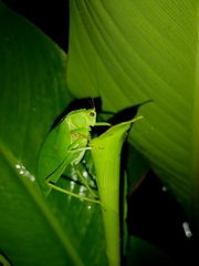 Phyllopterini