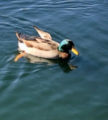 Anas platyrhynchos domesticus