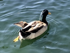 Anas platyrhynchos domesticus