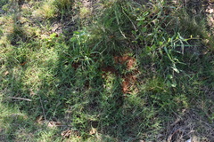 Acromyrmex crassispinus