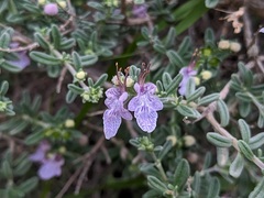 Teucrium brevifolium