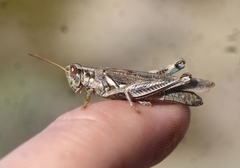 Melanoplus pictus