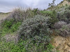 Teucrium brevifolium