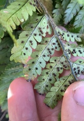 Polystichum wawranum