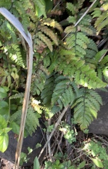 Polystichum wawranum