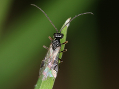 Apocrita