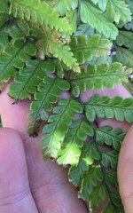 Polystichum wawranum