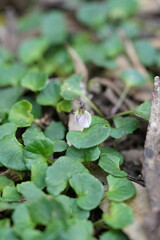 Viola curtisiae
