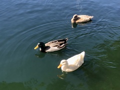 Anas platyrhynchos domesticus