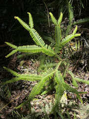 Sticherus owhyhensis