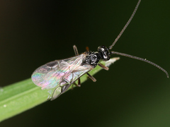 Apocrita