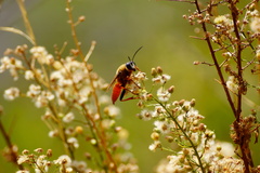 Sphex latreillei