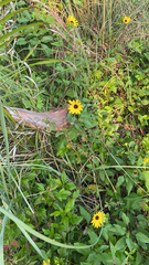 Helianthus