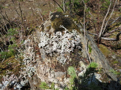 Stereocaulon paschale