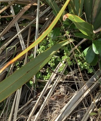 Coprosma neglecta