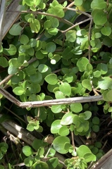 Coprosma neglecta