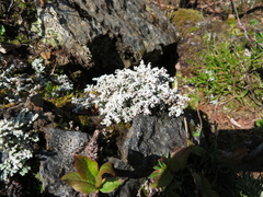 Stereocaulon paschale