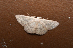 Cyclophora