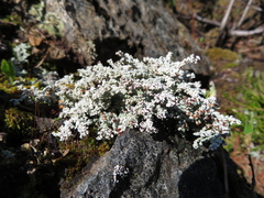 Stereocaulon paschale