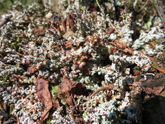 Stereocaulon paschale