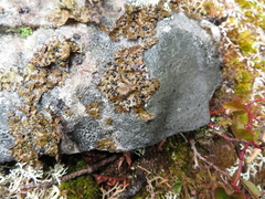 Umbilicaria hyperborea