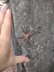 Sparassidae