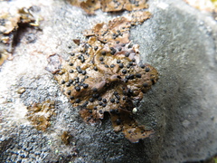 Umbilicaria hyperborea