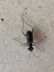 Odontocheila